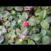 Fraisier des Indes, Duchesnea indica (fam Rosacees) (Asie tropicale) (2)
